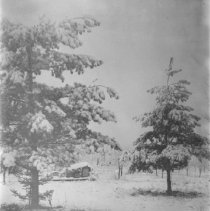 Snow-covered pine trees and small shack