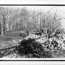 Getting Wood for Winter