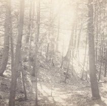 Woman seated in the woods