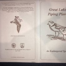 Great Lakes Piping Plover.