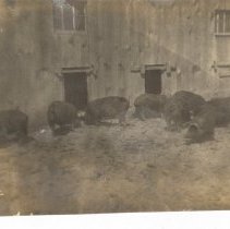 Ruthardt Postcard Collection