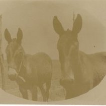 Ruthardt Postcard Collection