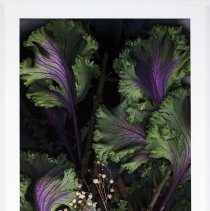 Savoy Cabbage, Baby's Breath, Blade