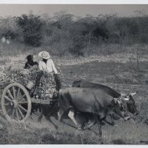 Untitled (Wagon)