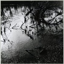 Untitled (lake's edge)