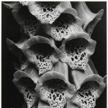 Foxgloves. France. 1926