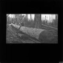 Transport af stamme på sporvogn