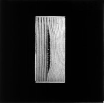 Harpikssamling i nåletræ