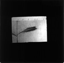 Marvsnit i nåletræ