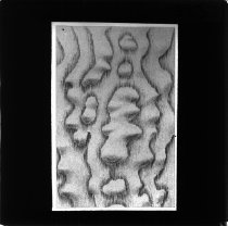 Asketræ med bølget fiberforløb