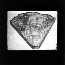 Tværsnit i fyrrestamme