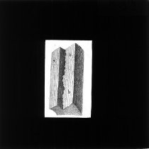 tværsnit i fyrrestamme