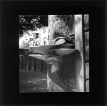 Skællet poresvamps frugtlegemer