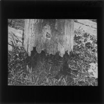 Træpæl ødelagt pga svamp