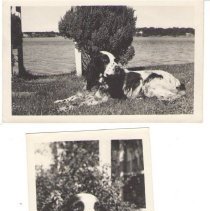 Miller's dog, Ranger, visited Butterworths frequently.