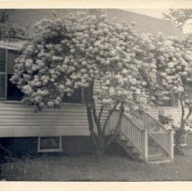 House at 20 Elm Court