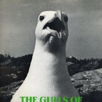 The Gulls of Smuttynose Island