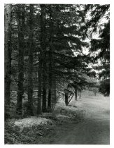 evergreens and building