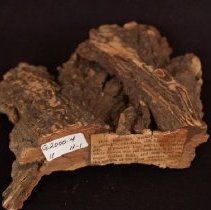 American Oak of Boscabel from Boston Common