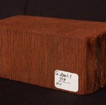 Crosscut of hardwood showing growth ringhs