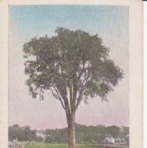Hildreth Elm Postcard