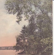 Postcard The Birches of Forge Pond