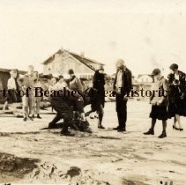 Alligator at Jax Bch