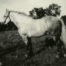 Don the Draft Horse