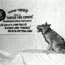 Tootsie the coyote