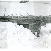 Donkey in Snow