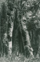 White Birches of the Saranac