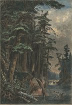 Pines of the Racquette