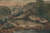 Brook Trout, - Just Caught.