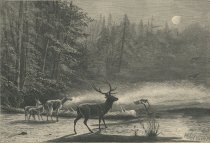 Deer On Lake St. Regis, At Night