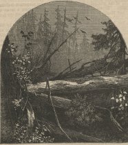 Adirondack Forest Scene