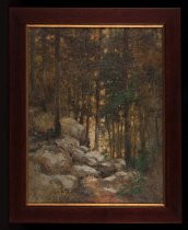 Woods Behind David Lithgow's Cottage In The Adirondacks