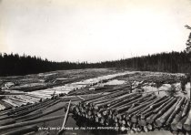 A Fine Lot of Timber on the Flow. Brandreth, N.Y.