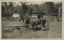 Print, Real Photo Postcard