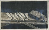 Caught in Salmon Lake