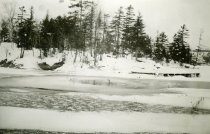 A Loon Floating in Lake Bonaparte