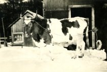Dairy Cow
