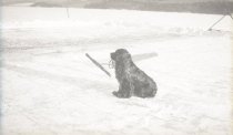 Dog with Ice Saw