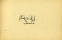 Cow. Ralston, PA. June 14, '70