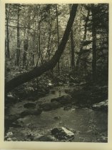 Adirondack Nature Scene