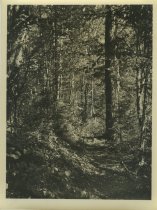 Adirondack Nature Scene