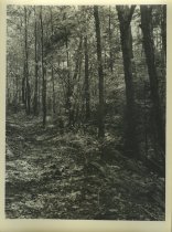 Adirondack Nature Scene