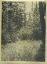 Adirondack Nature Scene