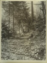 Adirondack Nature Scene