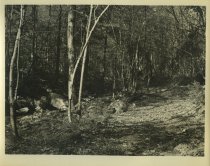 Adirondack Nature Scene