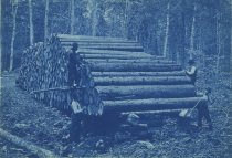 Measuring a Pile of Spruce Logs